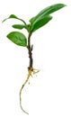 Ginseng ficus fresh sprout before planting