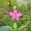 Ginseng flower bloom Royalty Free Stock Photo