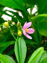 The ginseng flower blooming at the garden
