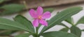 ginseng flower growing in the backyard