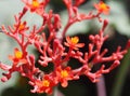 Ginseng Flowers Royalty Free Stock Photo