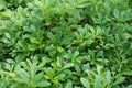 Ginseng flowers and leaves