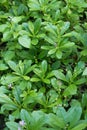 Ginseng flowers and leaves Royalty Free Stock Photo