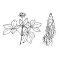 Ginseng flowers, root. Vector stock illustration eps10. Outline, isolate on white background. Hand drawn. Royalty Free Stock Photo