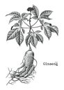 Ginseng hand drawing vintage engraving illustration,Medical plan