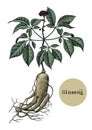 Ginseng hand drawing vintage engraving illustration,Medical plan