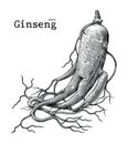 Ginseng hand drawing vintage engraving illustration,Medical plan