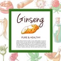 Ginseng hand drawn banner isolated vector illustration