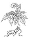 Ginseng hand-drawn ink vector eps10 Royalty Free Stock Photo