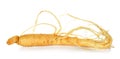 Ginseng isolated on the white background Royalty Free Stock Photo