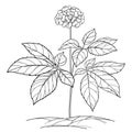 Vector outline Panax ginseng or Chinese ginseng plant in black isolated on white background. Contour ginseng plant.