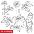 Vector set of outline Panax ginseng or Chinese ginseng flower, leaf, berry and root in black isolated on white background.