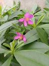 Flowers from ginseng leaves which are pink in color bloom beautifully among the green leaves.