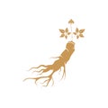 Ginseng logo design template and symbol icon Royalty Free Stock Photo