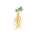 Ginseng logo design template and symbol icon Royalty Free Stock Photo