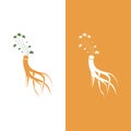 Ginseng logo design template and symbol icon Royalty Free Stock Photo