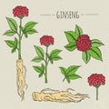 Ginseng medical botanical illustration. plant, root, leaves hand drawn set. Vintage sketch.