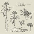 Ginseng medical botanical isolated illustration. Plant, root, leaves hand drawn set. Vintage sketch.