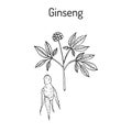 Ginseng - medicinal plant