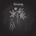 Ginseng - medicinal plant