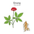 Ginseng Panax ginseng , medicinal plant