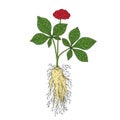 Ginseng Panax. Root, berries, leaves, whole plant. Chinese medicine herb. Hand drawn vector