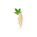 Ginseng, Panax ginseng. Root and leaves ginseng.