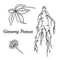 Ginseng panax set