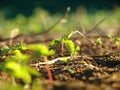 Ginseng Plant, Close Up Royalty Free Stock Photo