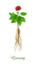 Ginseng plant, green grasses herbs and plants collection