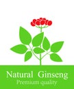 Ginseng plant. Isolated ginseng on white background Royalty Free Stock Photo