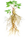 Ginseng plant with long roots isolated on white. Generative AI realistic watercolor illustration