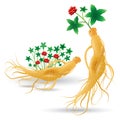 Ginseng plant Royalty Free Stock Photo