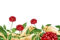 Ginseng plant seamless border. Watercolor illustration. Hand drawn botanical realistic organic Panax herb vintage style Royalty Free Stock Photo