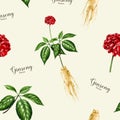 Ginseng plant seamless pattern. Watercolor illustration. Hand drawn realistic organic natural Panax herb botanical Royalty Free Stock Photo