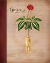 Ginseng plant vintage style watercolor illustration. Hand drawn realistic organic natural Panax herb botanical vintage