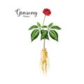 Ginseng plant watercolor illustration. Hand drawn realistic organic natural herb botanical illustration. Ginseng root