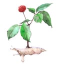 Ginseng plant Watercolor illustration isolated Royalty Free Stock Photo