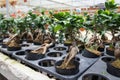 Ginseng planted in a small plastic pot in the plant nursery.