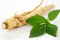 Ginseng Root and Fresh Green Leaf Isolated on White Royalty Free Stock Photo
