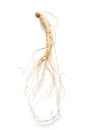 Ginseng root isolated on white  background Royalty Free Stock Photo