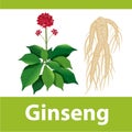 Ginseng root with leaf and flower. Vector illustration.