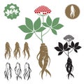 Ginseng root set