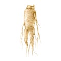 Ginseng root watercolor illustration. Fresh realistic organic natural herb. Traditional medicine energy supplement Royalty Free Stock Photo