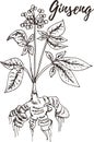 Ginseng. Set of hand drawn vector spices and herbs. Medicinal, cosmetic, culinary plants