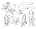 Ginseng set. Panax. Root, berries, leaves, whole plant. Chinese medicine herb. Hand drawn vector