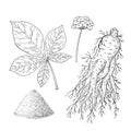 Ginseng set. Panax. Root, berries, leaves, whole plant. Chinese medicine herb. Hand drawn vector