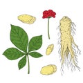 Ginseng set. Panax. Root, berries, leaves, whole plant. Chinese medicine herb. Hand drawn vector