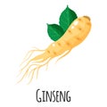 Ginseng superfood root for template farmer market design, label and packing. Natural energy protein organic food