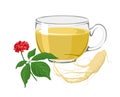 Ginseng tea in a glass cup. Vector illustration of a healing drink, ginseng root and plant Royalty Free Stock Photo